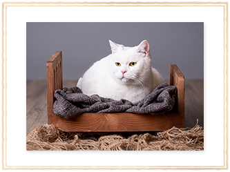 rámeček - mazlíčci